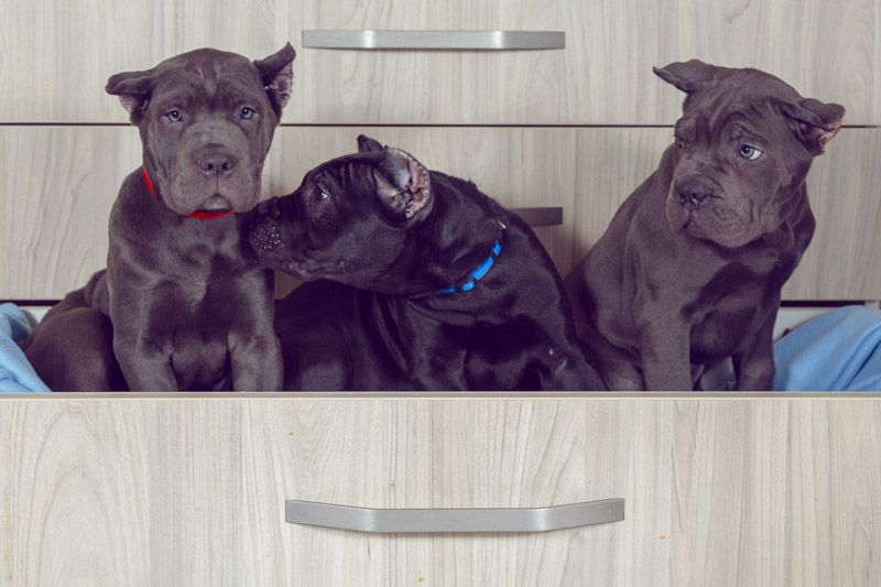 Cute Cane Corso Puppies in a drawer