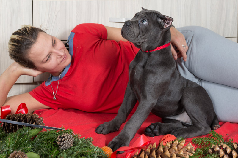 Cane Corso Puppy in Christmas decorated room