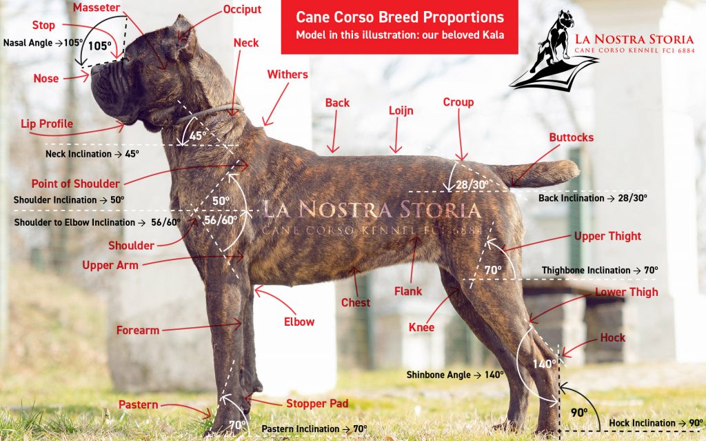 Cane Corso Dog breed proportions with illustrated marks